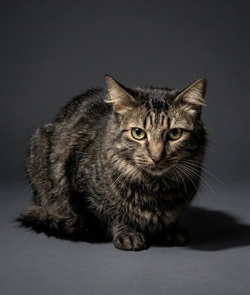 PEPPERONI - Domestic Medium Hair available for adoption