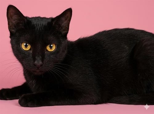 PRINCESS VICTORIA - Domestic Short Hair available for adoption