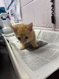 GINGERBOY - Photo 1