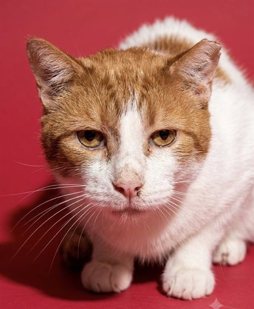 JERALDO - Domestic Short Hair available for adoption