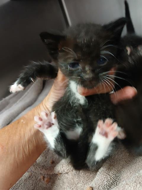 WIGGLES - Domestic Medium Hair available for adoption