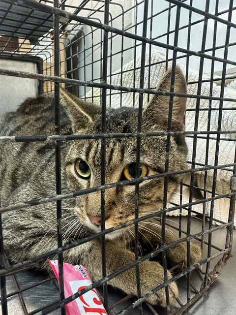 PETUNIA - Domestic Short Hair available for adoption