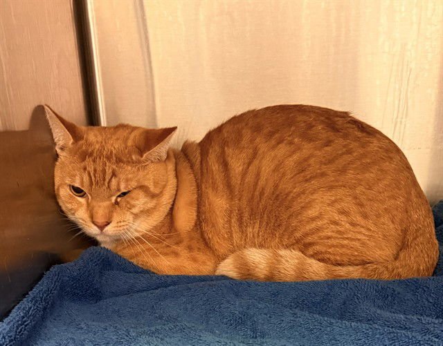 DAVID - Domestic Short Hair available for adoption