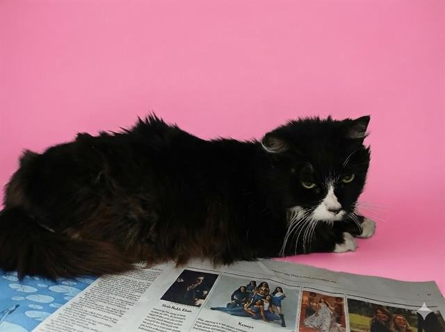 LITTLE GIRL - Domestic Long Hair for adoption in Jacksonville