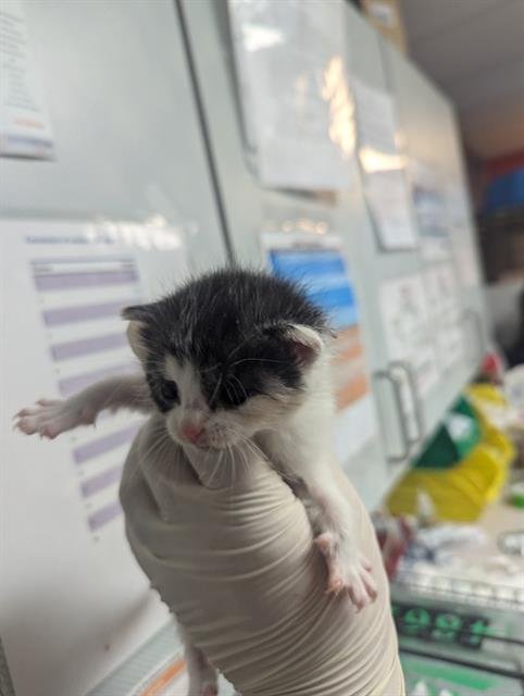 OREO - Domestic Short Hair for adoption in Jacksonville
