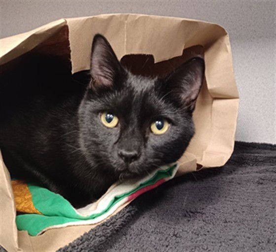 GAMBIT - Domestic Short Hair available for adoption