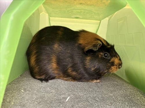 SUGAR - Guinea Pig available for adoption