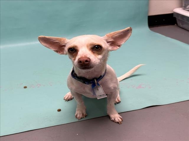 QUARTZ - Chihuahua available for adoption