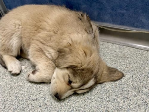 PUMA - German Shepherd Dog / Labrador Retriever available for adoption