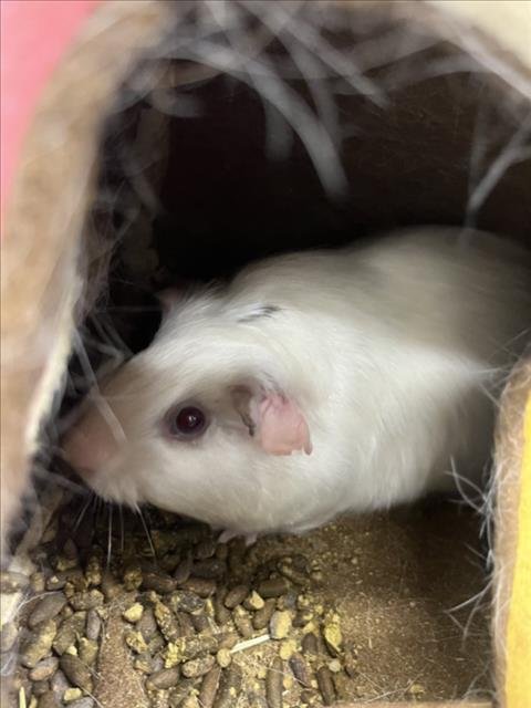 MYRA - Guinea Pig available for adoption