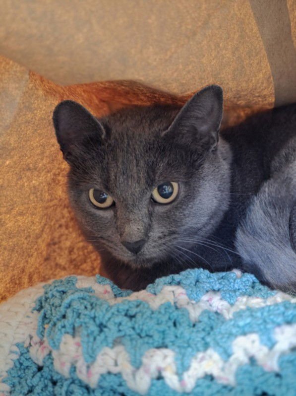 SAKURA - Domestic Short Hair available for adoption