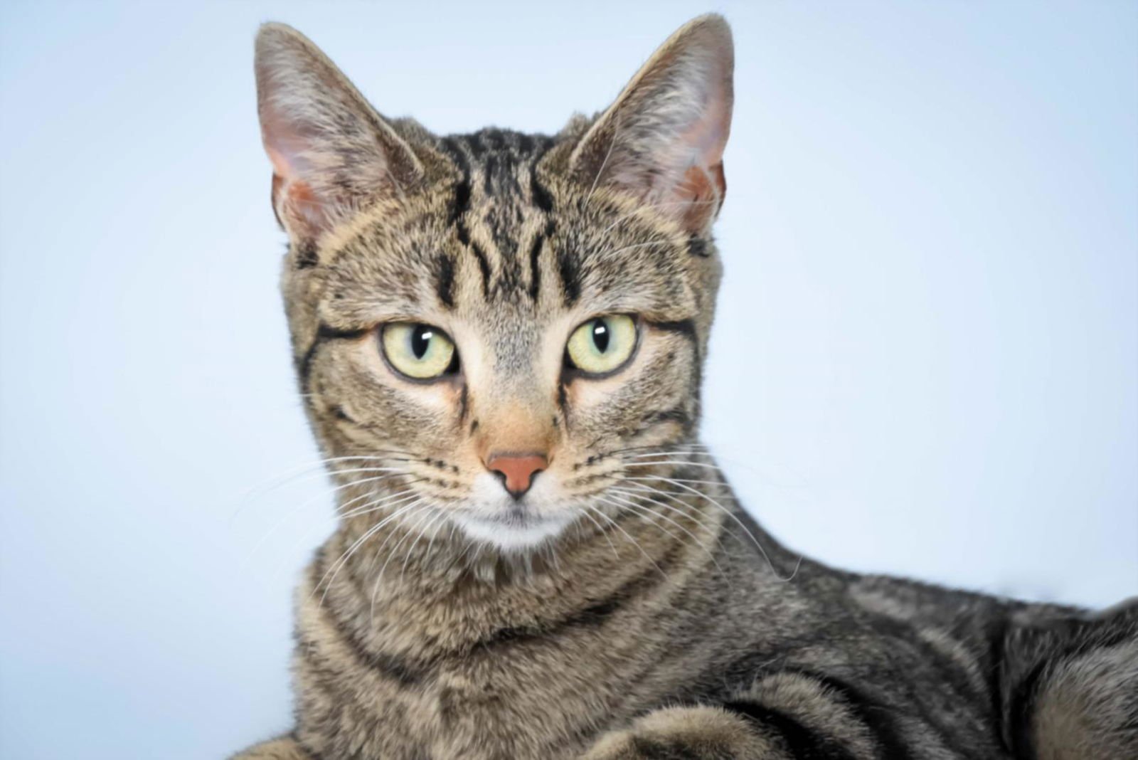 GABBIE - Domestic Short Hair available for adoption