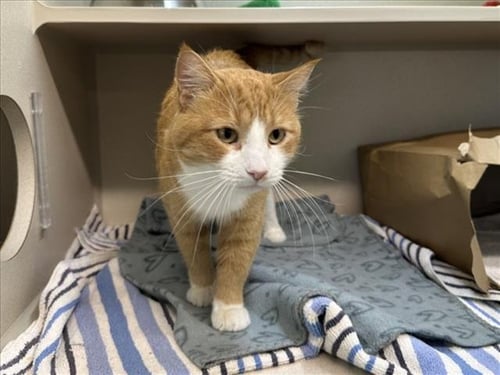 ORANGE JULIUS - Domestic Short Hair available for adoption