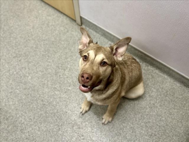 PEACHES - Siberian Husky / German Shepherd Dog available for adoption