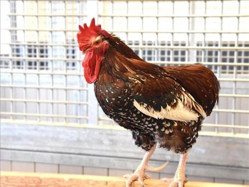 RUSSELL - Chicken available for adoption