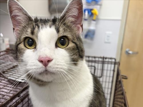 NACHO - Domestic Short Hair available for adoption