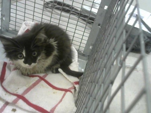 MILLIE - Domestic Long Hair available for adoption