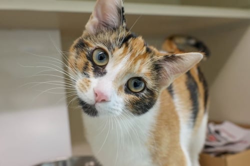 MAYA - Domestic Short Hair available for adoption