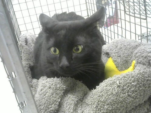 ZORO - Domestic Long Hair available for adoption