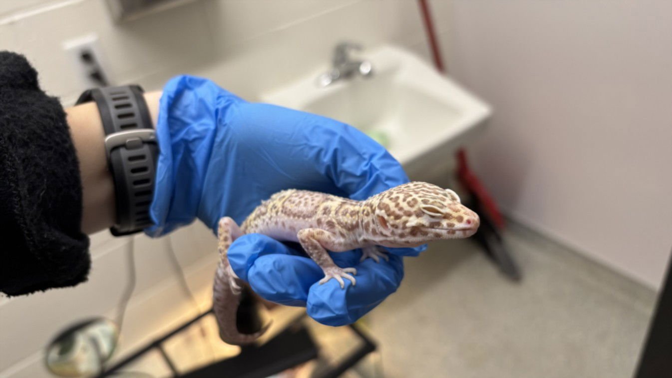 RANDY - Gecko available for adoption