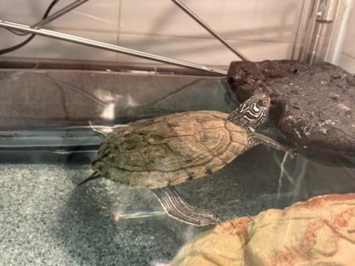 MYRTLE - Turtle available for adoption