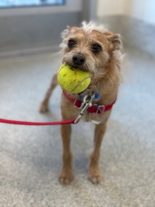 OZZIE - Chihuahua available for adoption