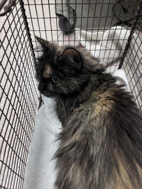 COOKIE - Domestic Long Hair available for adoption