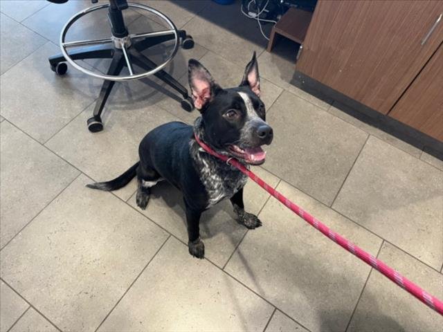 BENELLI - Australian Cattle Dog/Blue Heeler / Pit Bull Terrier available for adoption