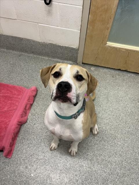 SHEBA - Pit Bull Terrier available for adoption