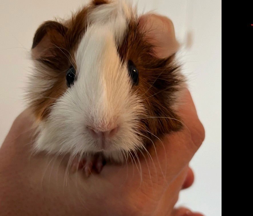 COCOA - Guinea Pig available for adoption