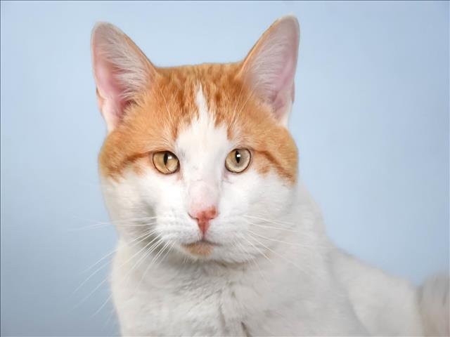 JOJO - Domestic Short Hair available for adoption