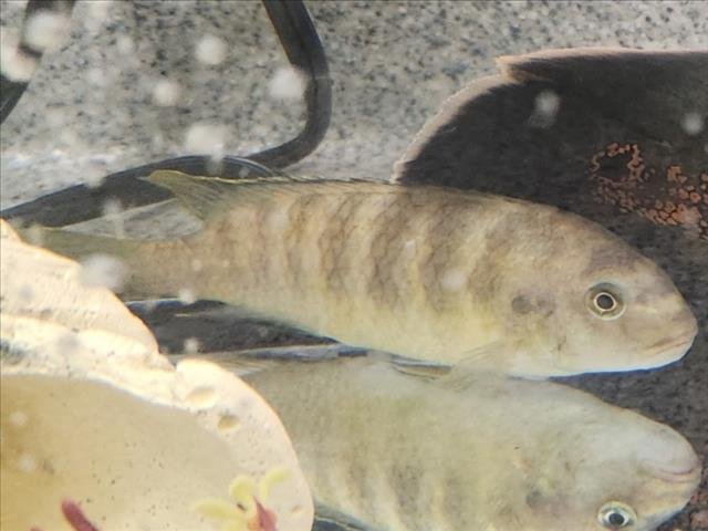 CAPTAIN BUBBLES Image