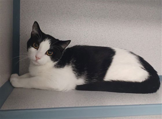 SALMON - Domestic Short Hair available for adoption