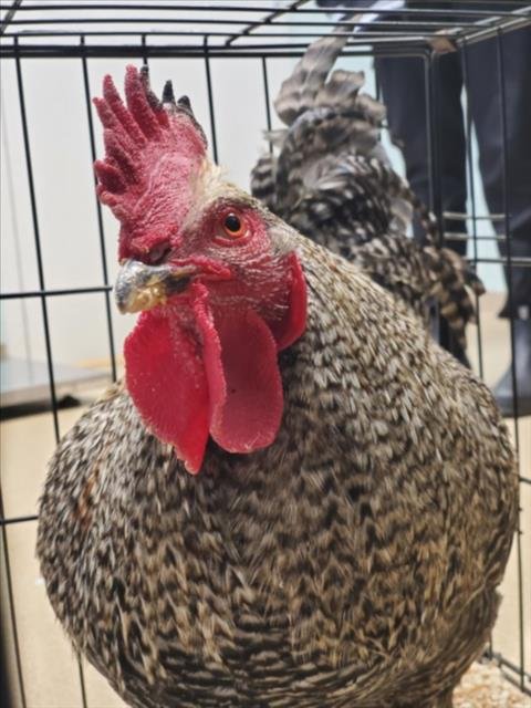 ROGER - Chicken available for adoption