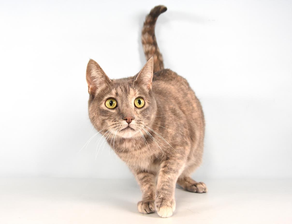 SATSUKI - Domestic Short Hair available for adoption