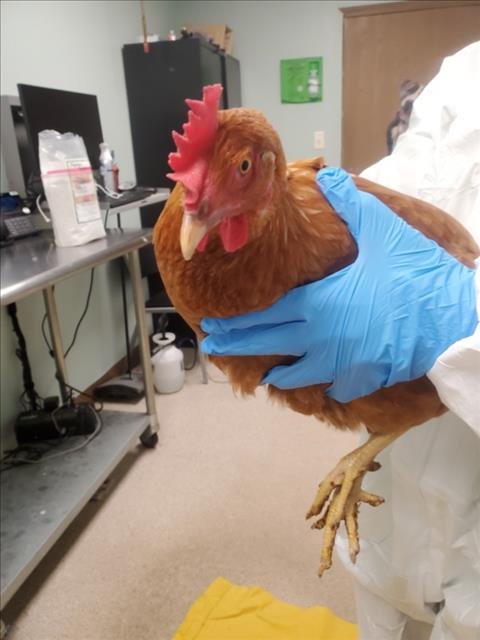 RAPUNZEL - Chicken available for adoption