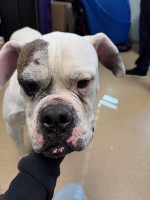 LONGSHOT - American Bulldog available for adoption