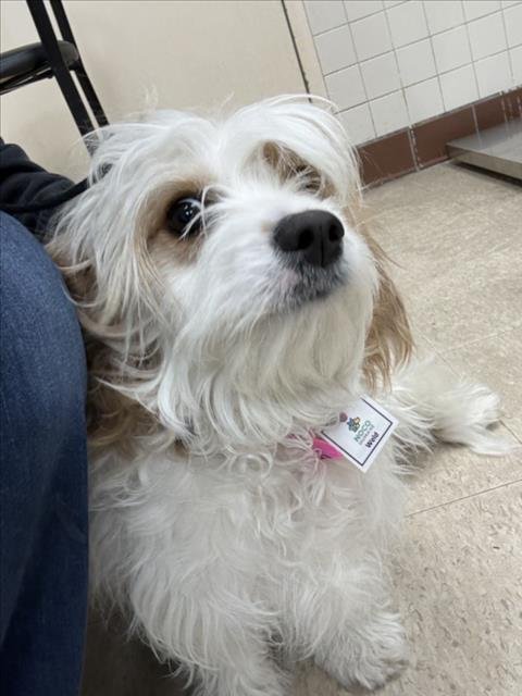 CREAM - Cavalier King Charles Spaniel / Bichon Frise available for adoption