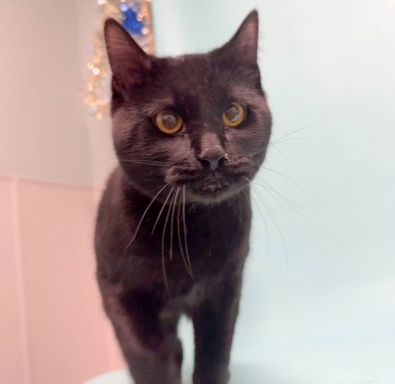 ROLLINGPIN - Domestic Short Hair available for adoption