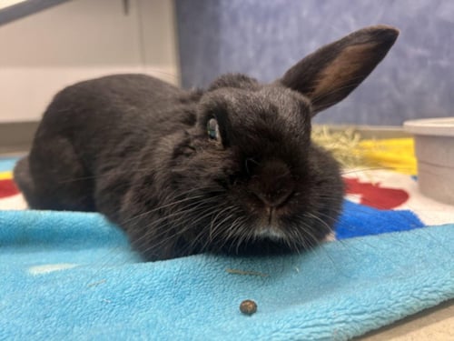 CARROTS - Shorthaired Rabbit available for adoption