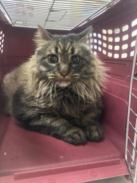 MICKEY - Domestic Short Hair for adoption in Fort Collins