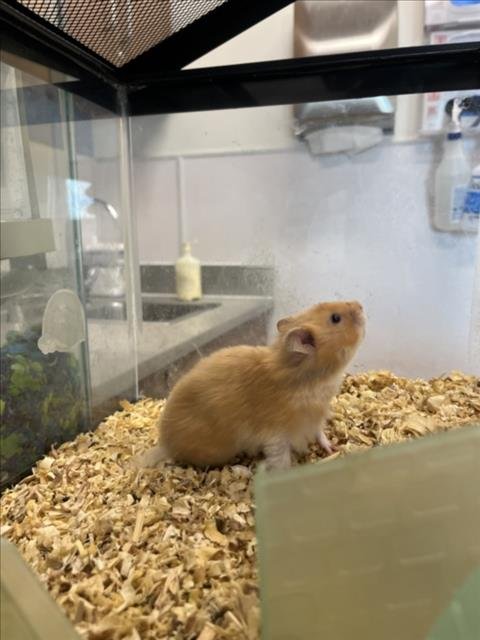 BELLA - Hamster available for adoption