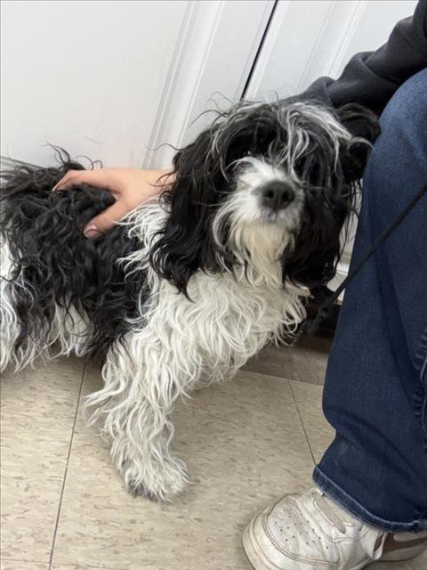 COOKIES - Cavalier King Charles Spaniel / Bichon Frise available for adoption