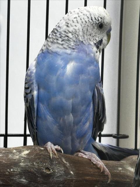 BLUE - Budgie/Budgerigar available for adoption