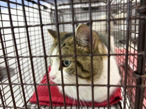 BIGGIE SMALLS - Domestic Short Hair for adoption in Fort Collins