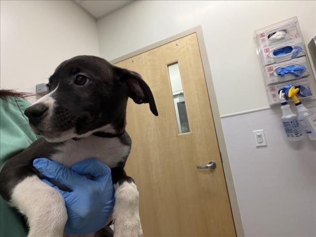 THUMPER - German Shorthaired Pointer available for adoption