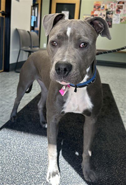 WINNIE - Pit Bull Terrier available for adoption