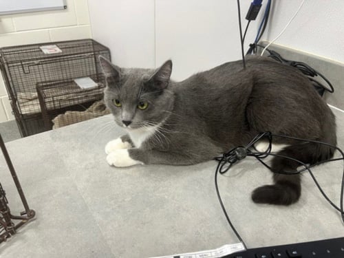 BLOSSOM - Domestic Short Hair available for adoption