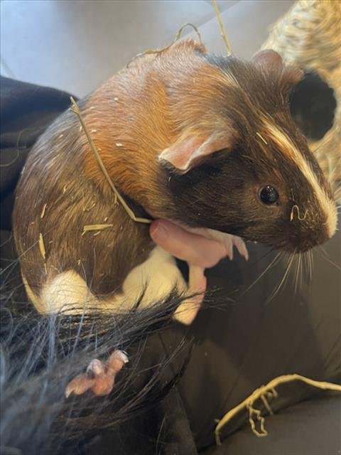 CHAD - Guinea Pig available for adoption