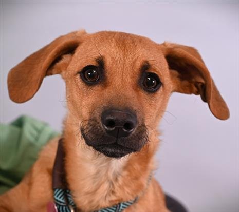 COOPER Image